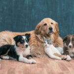 Three dogs of different breeds and a cat sitting together on a wooden floor against a dark backdrop.