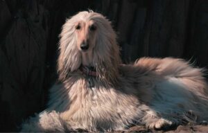 An Afghan Hound with long, flowing white fur sitting gracefully against a rocky background.