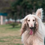 Please write me on the afghan Hound breeds Image alt text, meta description, caption and Title