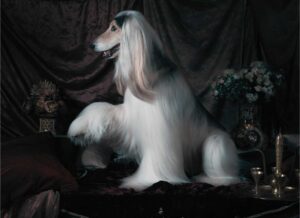 An elegant Afghan Hound with a silky coat, poised gracefully amidst a luxurious setting.