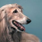 Profile view of an Afghan Hound with long, silky hair against a blue background.