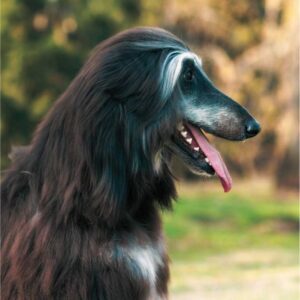 A graceful Afghan Hound with a glossy, flowing coat, standing outdoors.