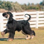 A black and tan Afghan Hound with a glossy coat prancing in a grassy field, with a white fence in the background.