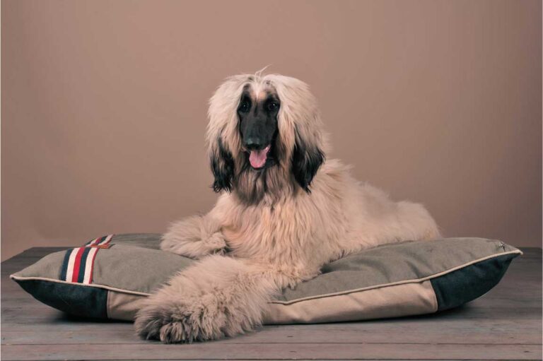 Please write me on the elegance afghan Hound Image alt text, meta description, Title, caption for this