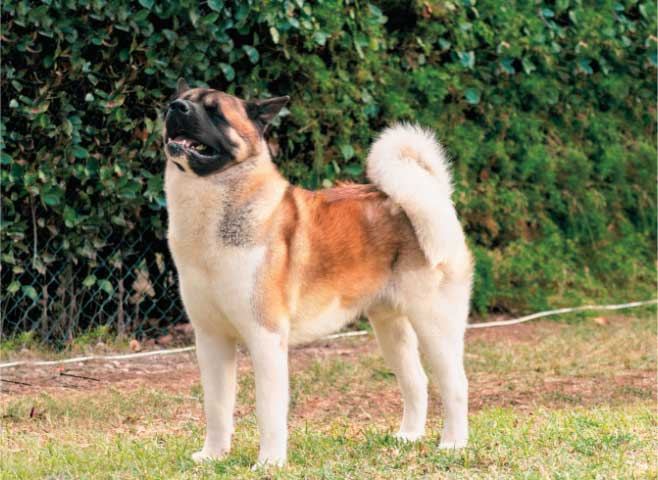 American Akita vs. Japanese Akita