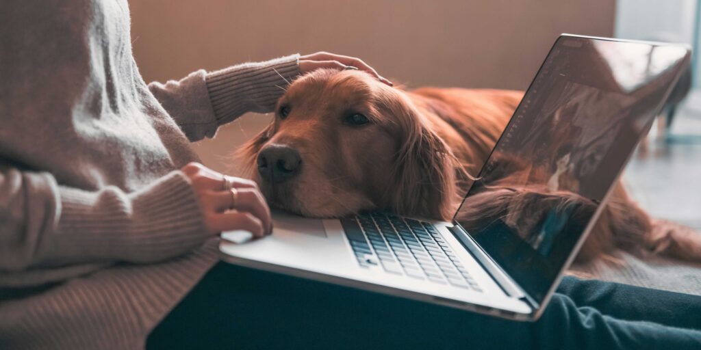 A dog sitting on the floor with a laptop, focused and engaged in its work.