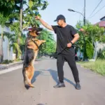 The pet Trainer implementing the best Pet Training essential techniques with her German Shepherd Breeds