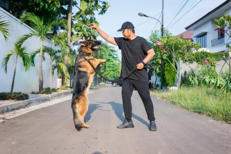 The pet Trainer implementing the best Pet Training essential techniques with her German Shepherd Breeds