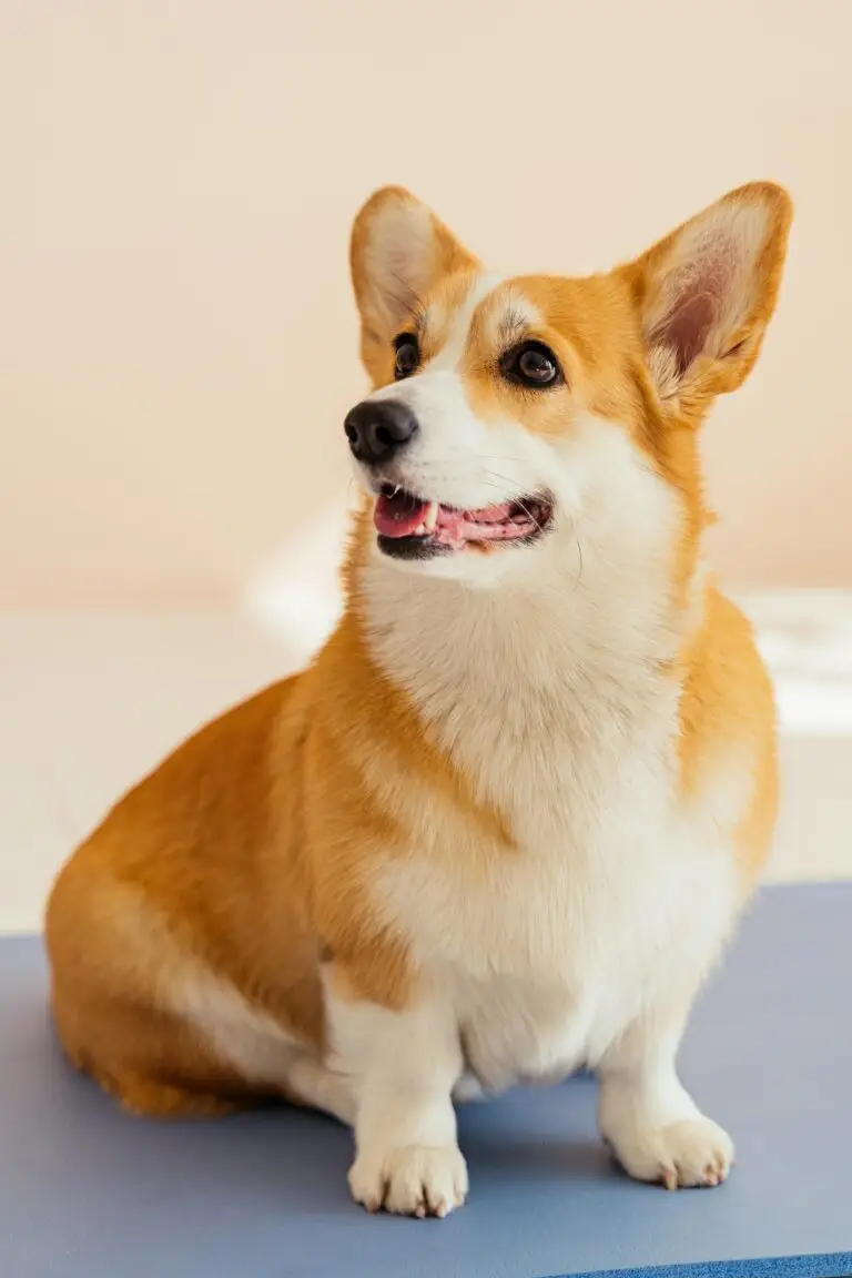 A Cowboy Corgi lying on a wooden deck with its tongue out and eyes closed. The dog has a brown and white coat with black markings and a docked tail. It looks relaxed and content in the sunlight.