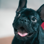 A close-up image of a black French Bulldog with its tongue out, not a Blue Bulldog but equally adorable.