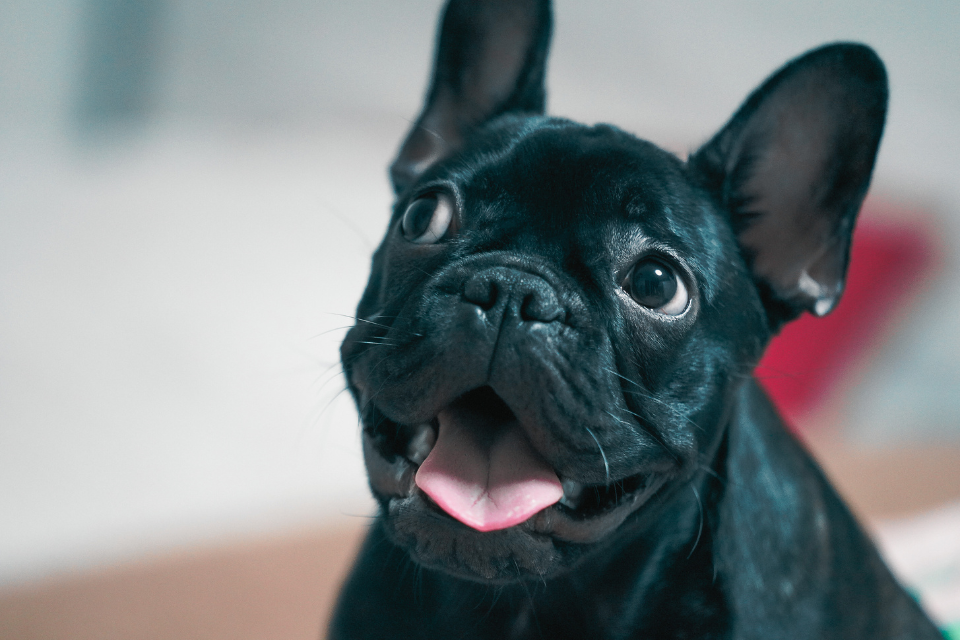 A close-up image of a black French Bulldog with its tongue out, not a Blue Bulldog but equally adorable.