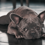 Cute French Bulldog