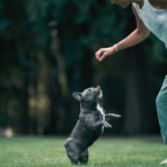 A Blue French Bulldog jumping to catch a treat from its owner’s hand in a lush green park.