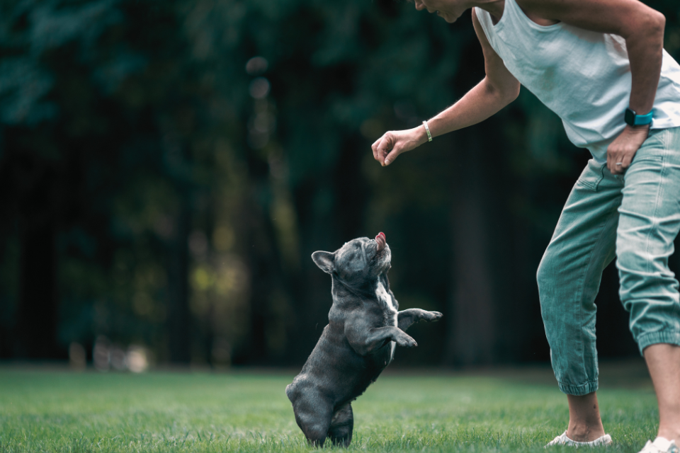 A Blue French Bulldog jumping to catch a treat from its owner’s hand in a lush green park.