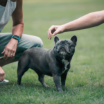 French Bulldog Training (4)