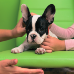 French Bulldog puppies care