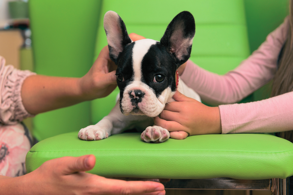 French Bulldog puppies care