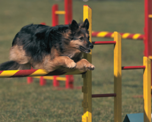 Physical Exercise of German Shepherd