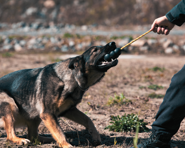 German Shepherd Police Dog Training