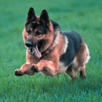 German SHepherd one of the 10 Most Courageous Dog Breeds in the World