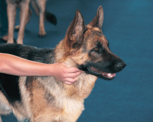 German Shepherd Grooming