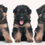 3 German shepherd puppies