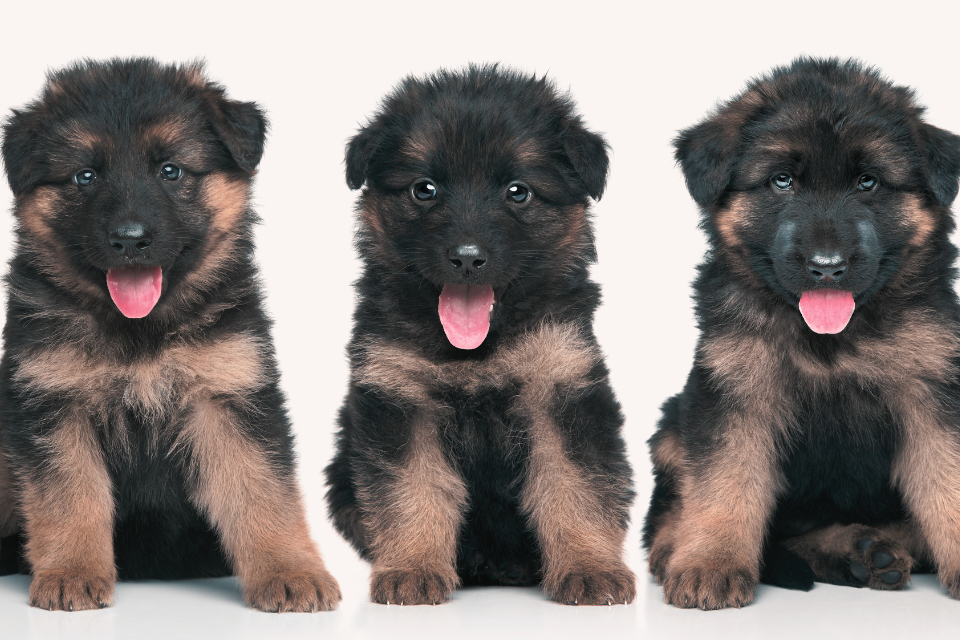 3 German shepherd puppies