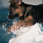 German shepherd puppies_ Getty Images