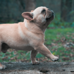 German shepherd puppy_ Bigandt_Photography from Getty Images