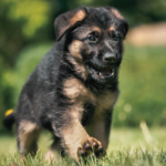 the cute puppies name german shepherd puppy