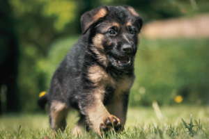 the cute puppies name german shepherd puppy