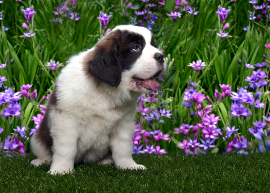 Saint Bernard Puppy Portrait_subscribe