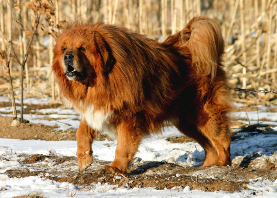 Tibetan Mastiff Dog