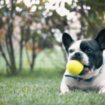 french bulldog _ from Getty Images Signature