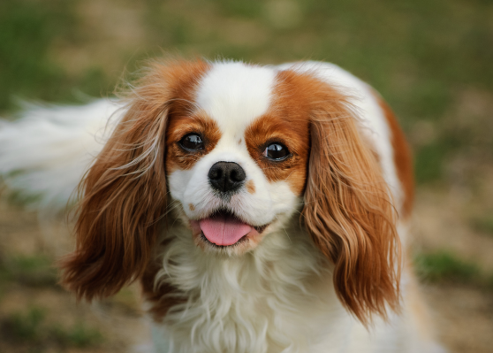 Cavalier King Charles