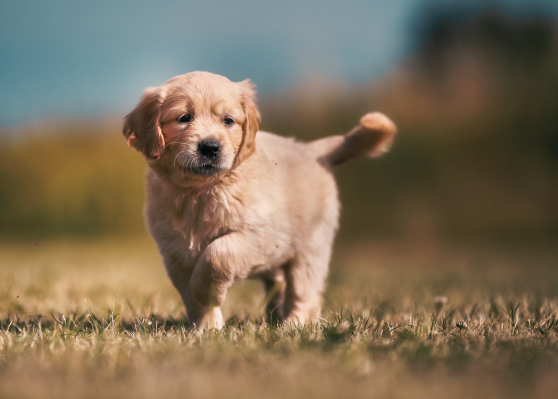 Curious golden retriever puppy