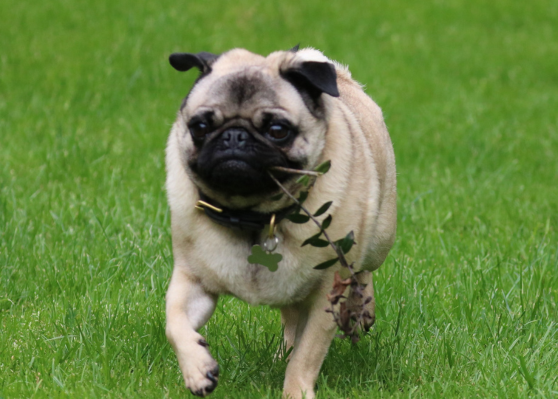 Pugnacious Pug