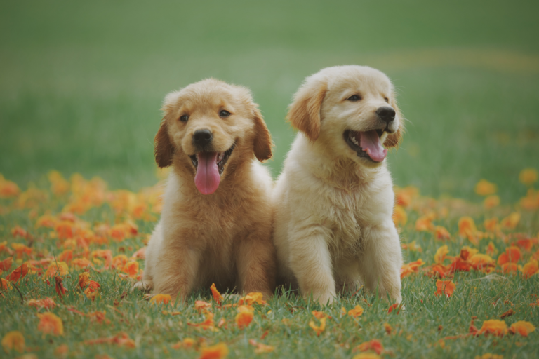 Corsican Dog Puppies