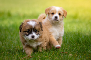 Two Cute Corsican Dog Puppies in the Grass