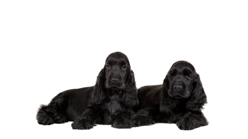 English Cocker Spaniel Puppy (2)