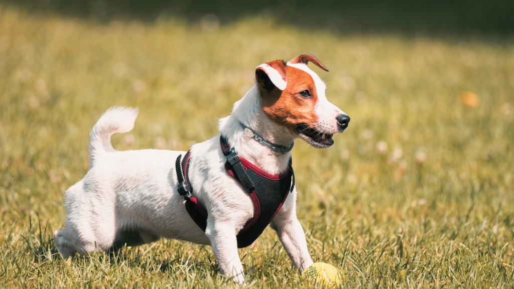 Jack Russell Dog Breeder