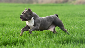 American Bully Puppy